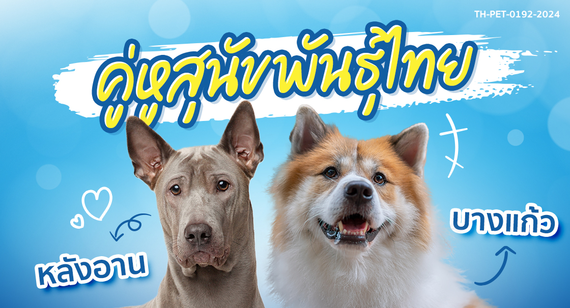 รู้จักสุนัขพันธุ์ไทย
